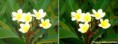 /album/poze-editate/dsc04278-before-after-jpg/